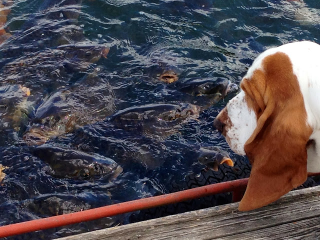 Illustration for article titled All 2013 Lazy HAL The Basset Hound Charmed Me To Death